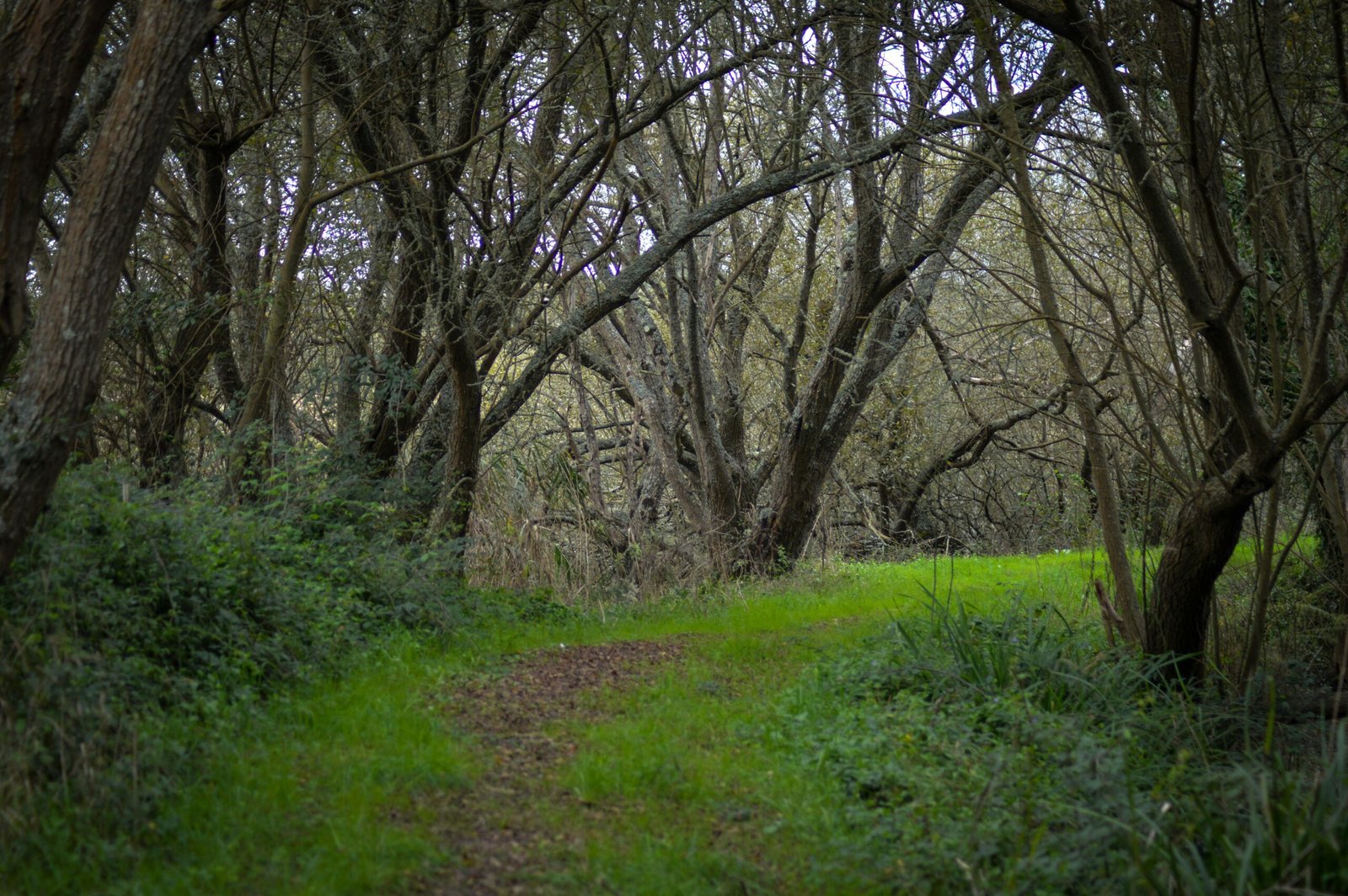 A path through a forest with lots of trees